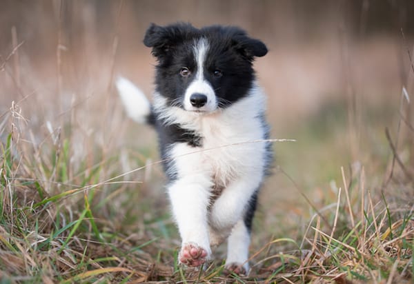 Local Veterinarian - Slater, IA