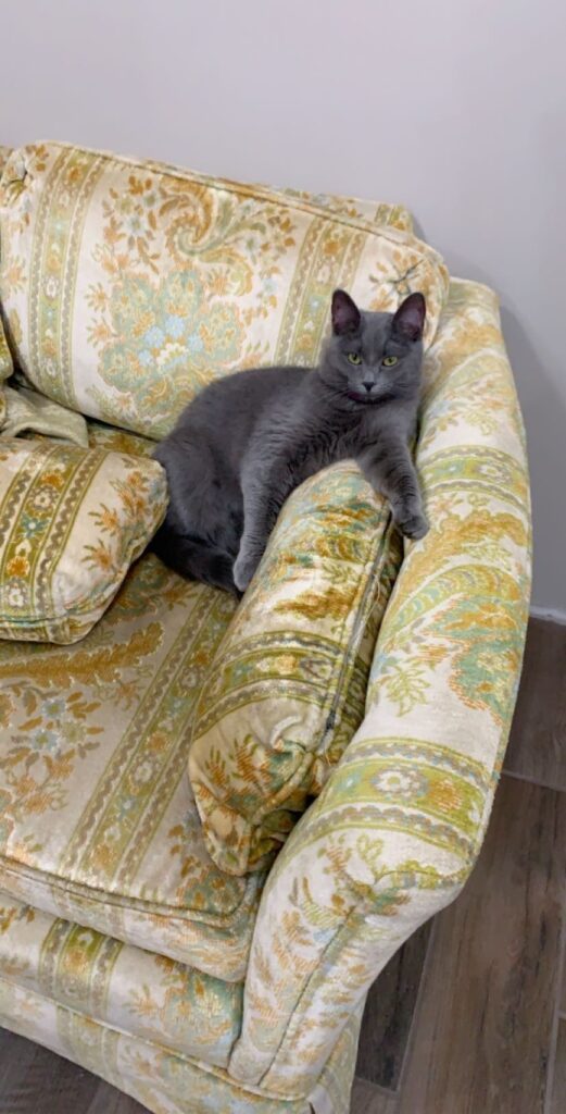 Meet The Team Slater Animal Hospital